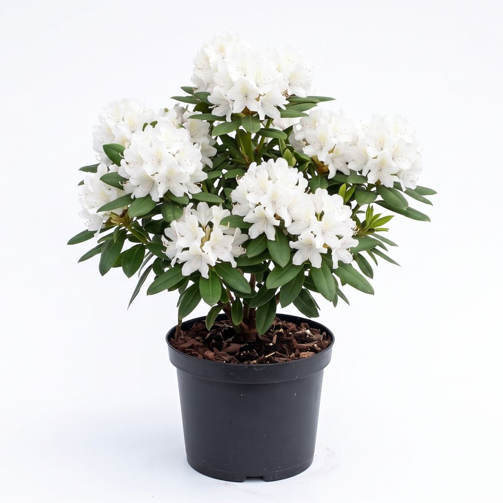 Rhododendron blanc