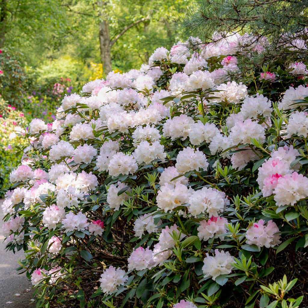 Rhododendron blanc