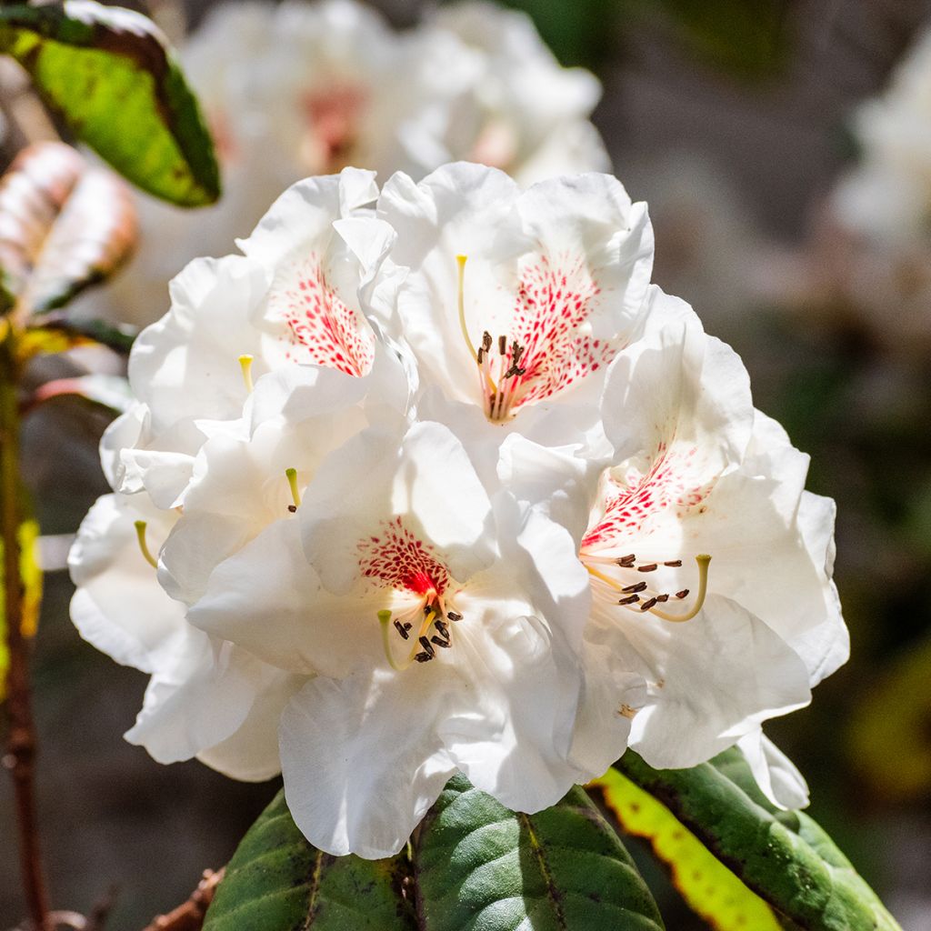 Rhododendron blanc
