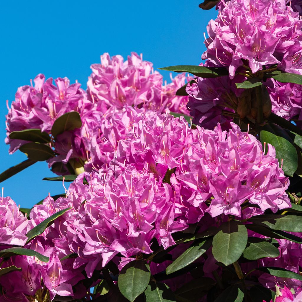 Rhododendron mauve