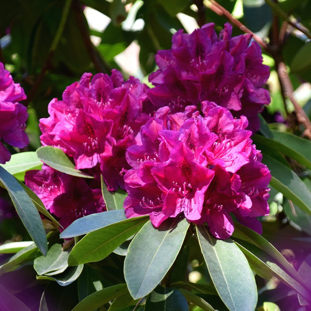 Rhododendron rose