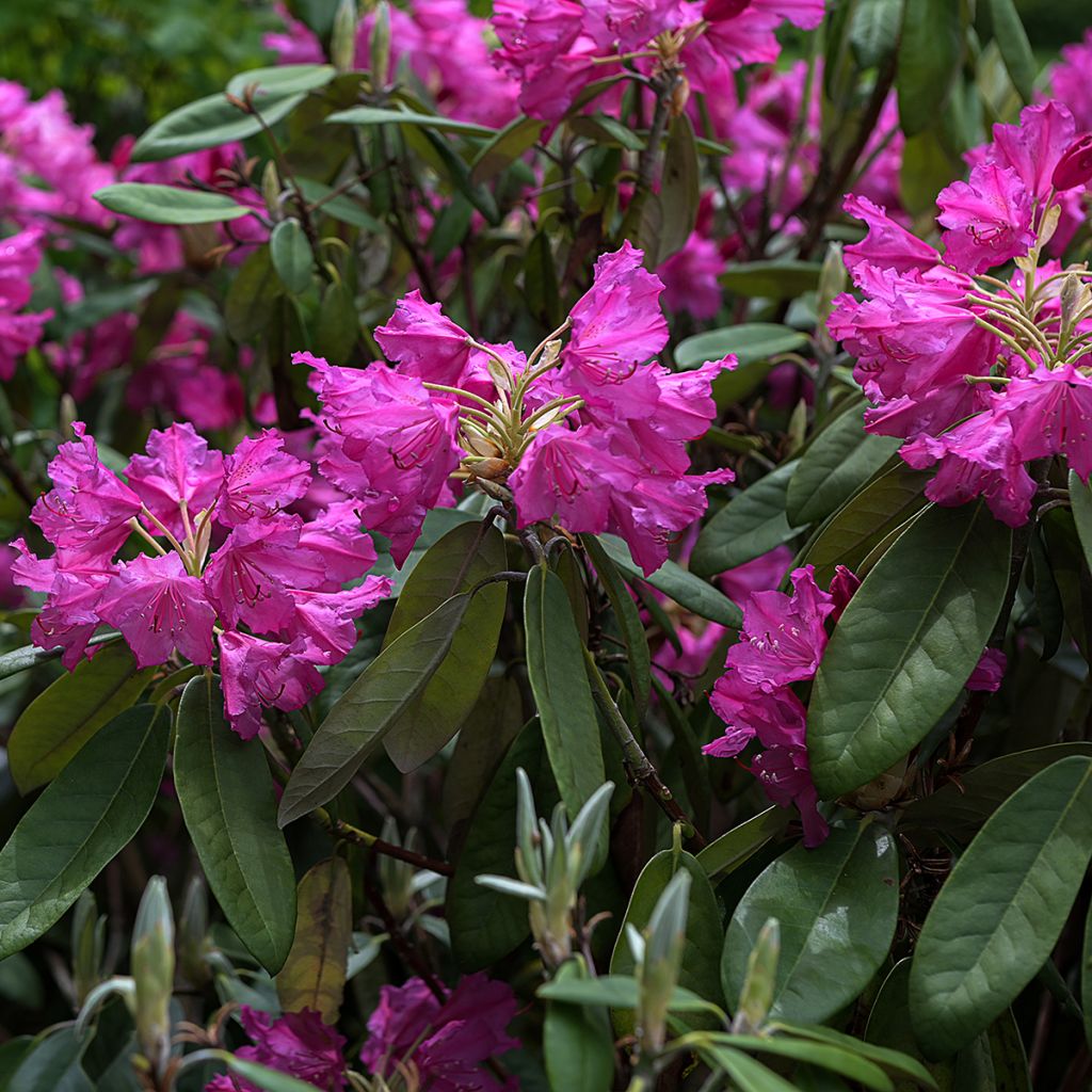 Rhododendron rose