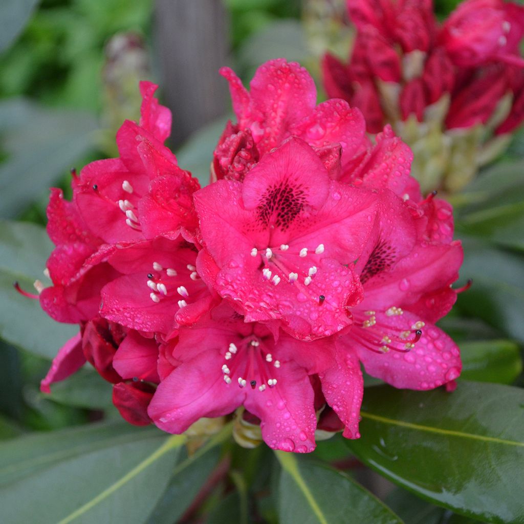 Rhododendron rouge