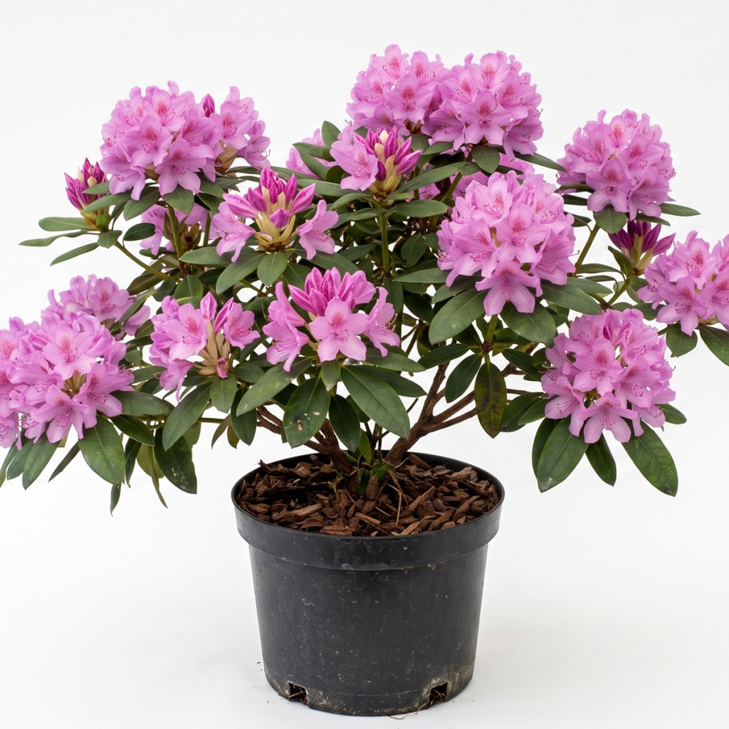 Rhododendron mauve