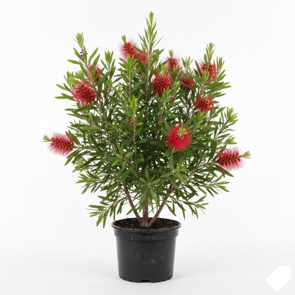 Rince bouteille rouge