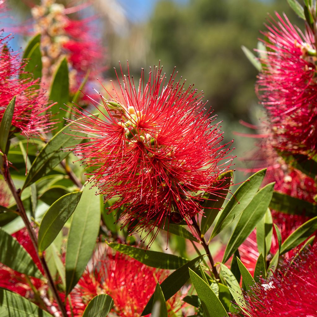 Rince bouteille rouge