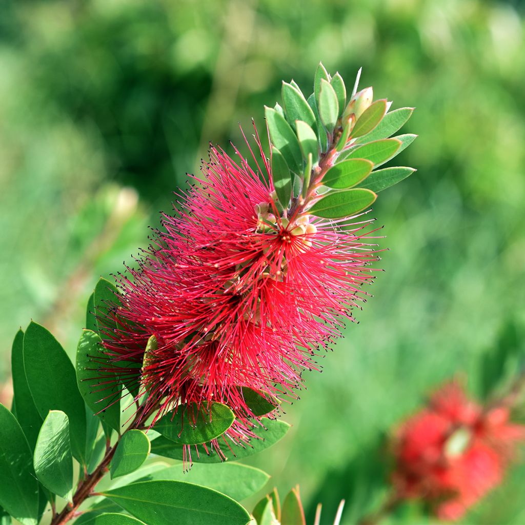 Rince bouteille rouge