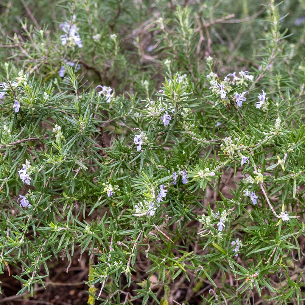 Romarin bleu