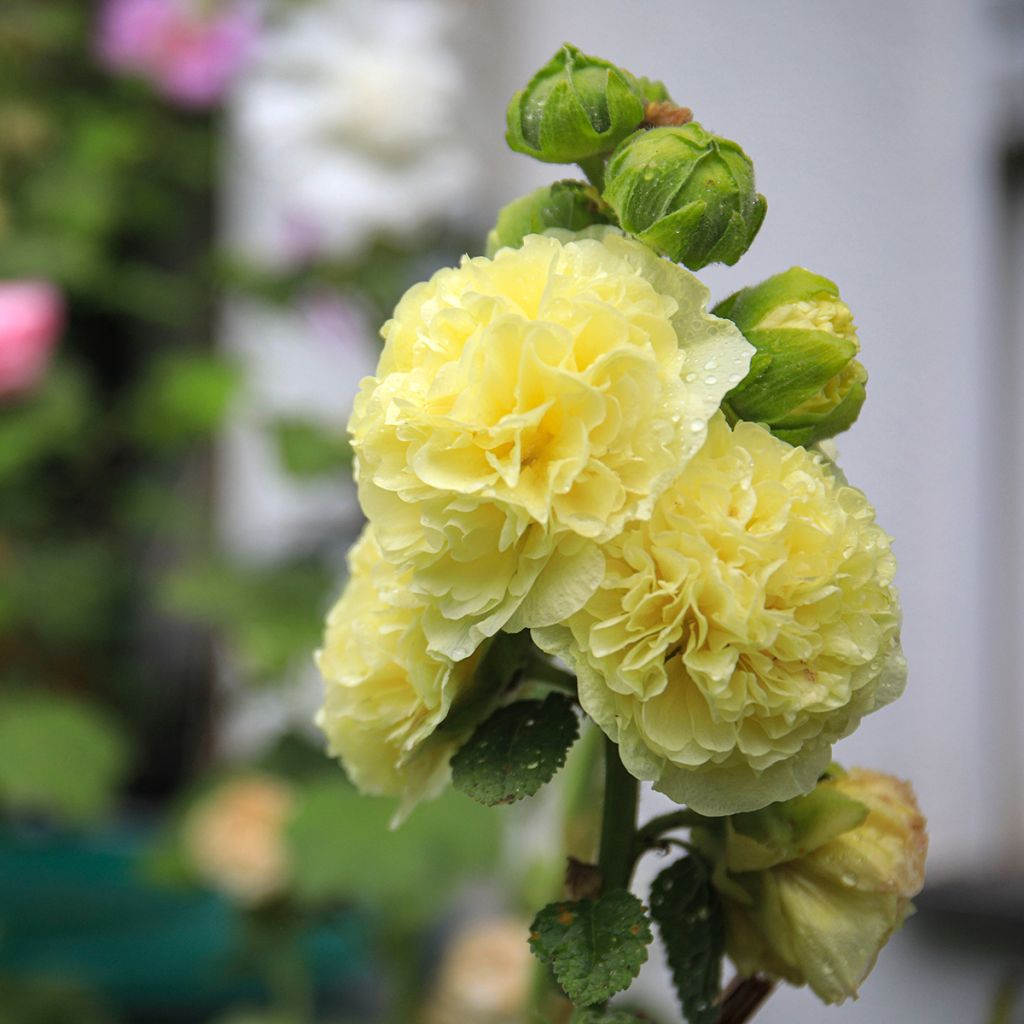 Rose-trémière jaune