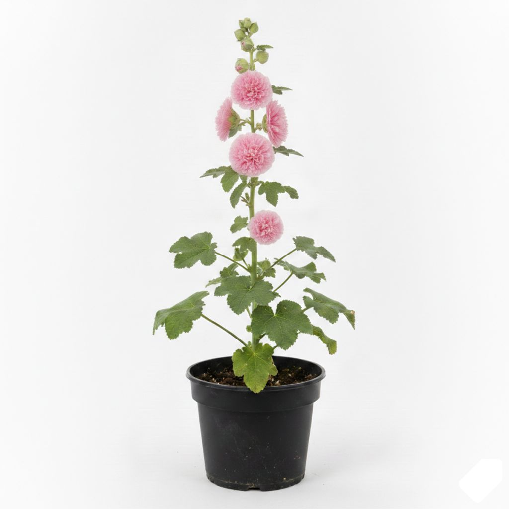 Rose-trémière rose