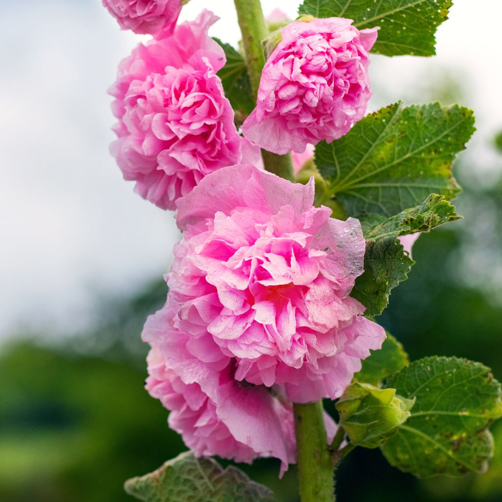 Rose-trémière rose