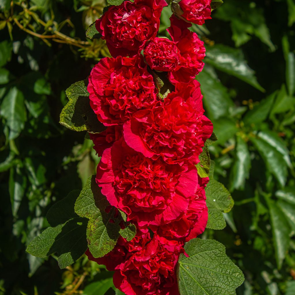 Rose-trémière rouge