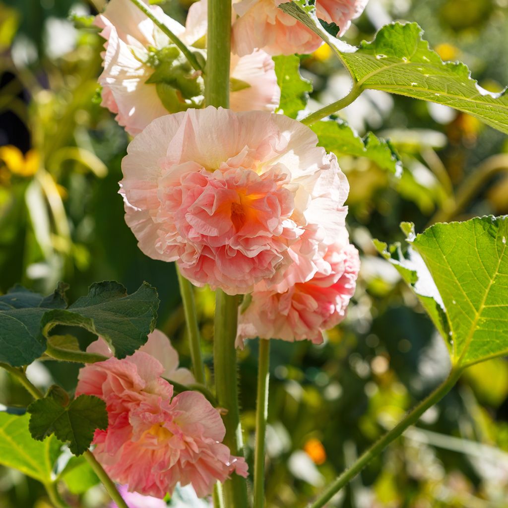 Rose-trémière saumon