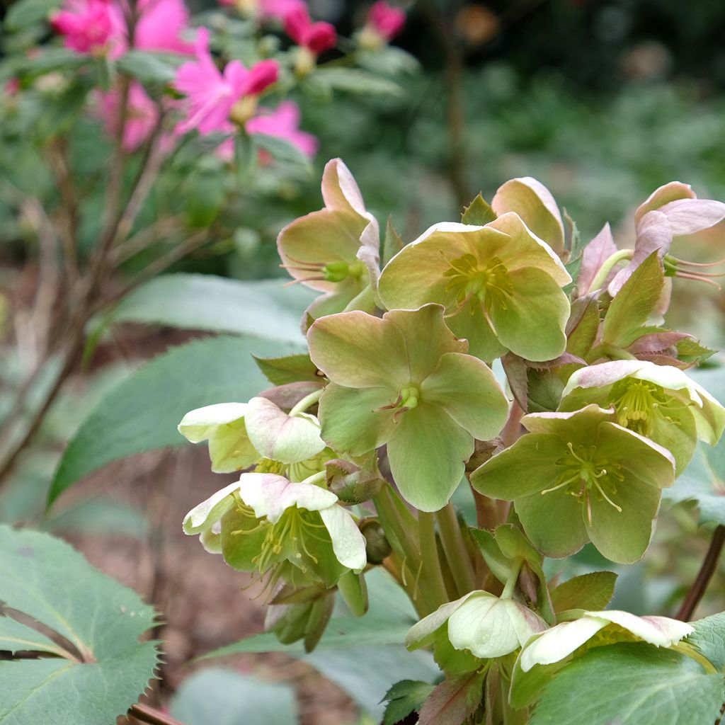 Rose de Noël verte