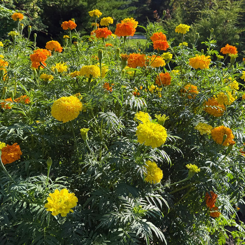 Roses d'Inde