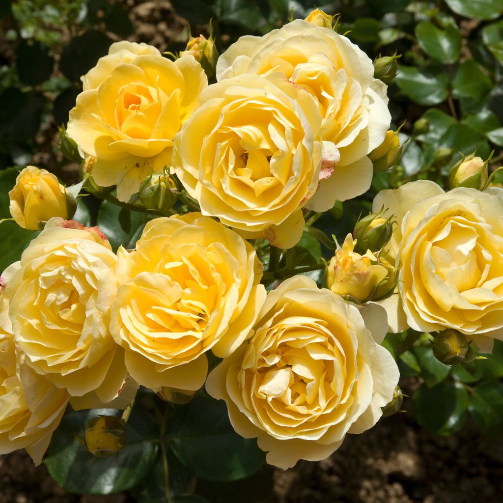 Rosier couvre-sol à fleurs groupées jaunes