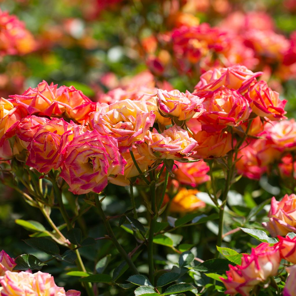 Rosier miniature rouge