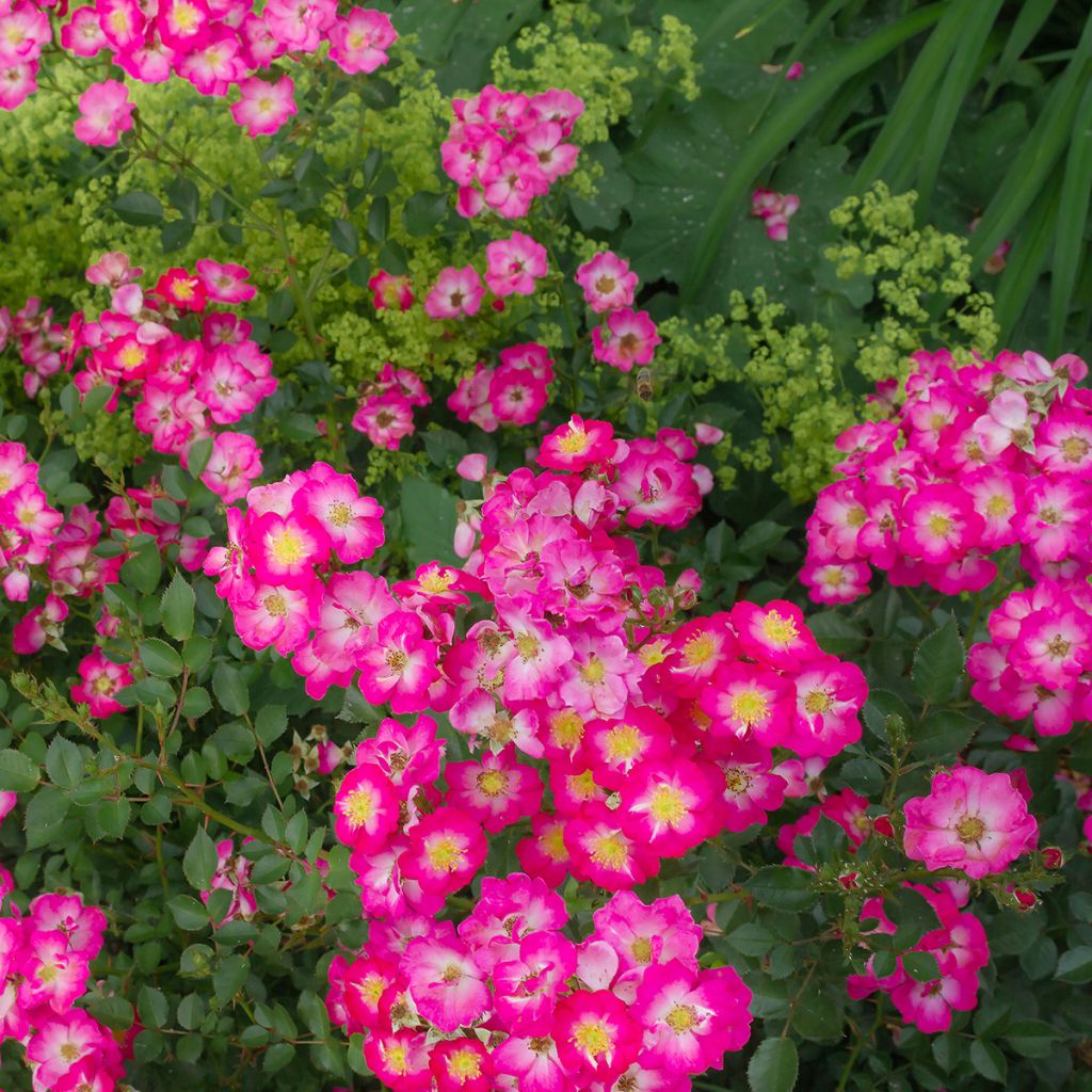 Rosier bas rose fuchsia