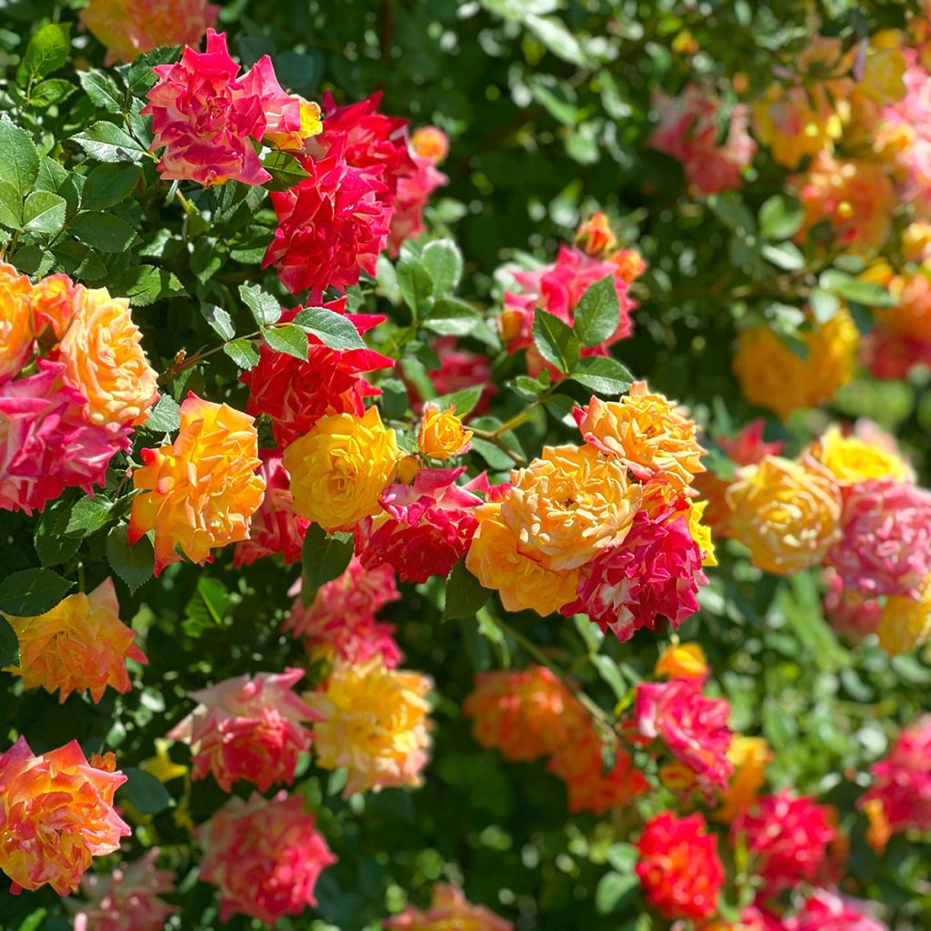 Rosier bas rouge orange et jaune