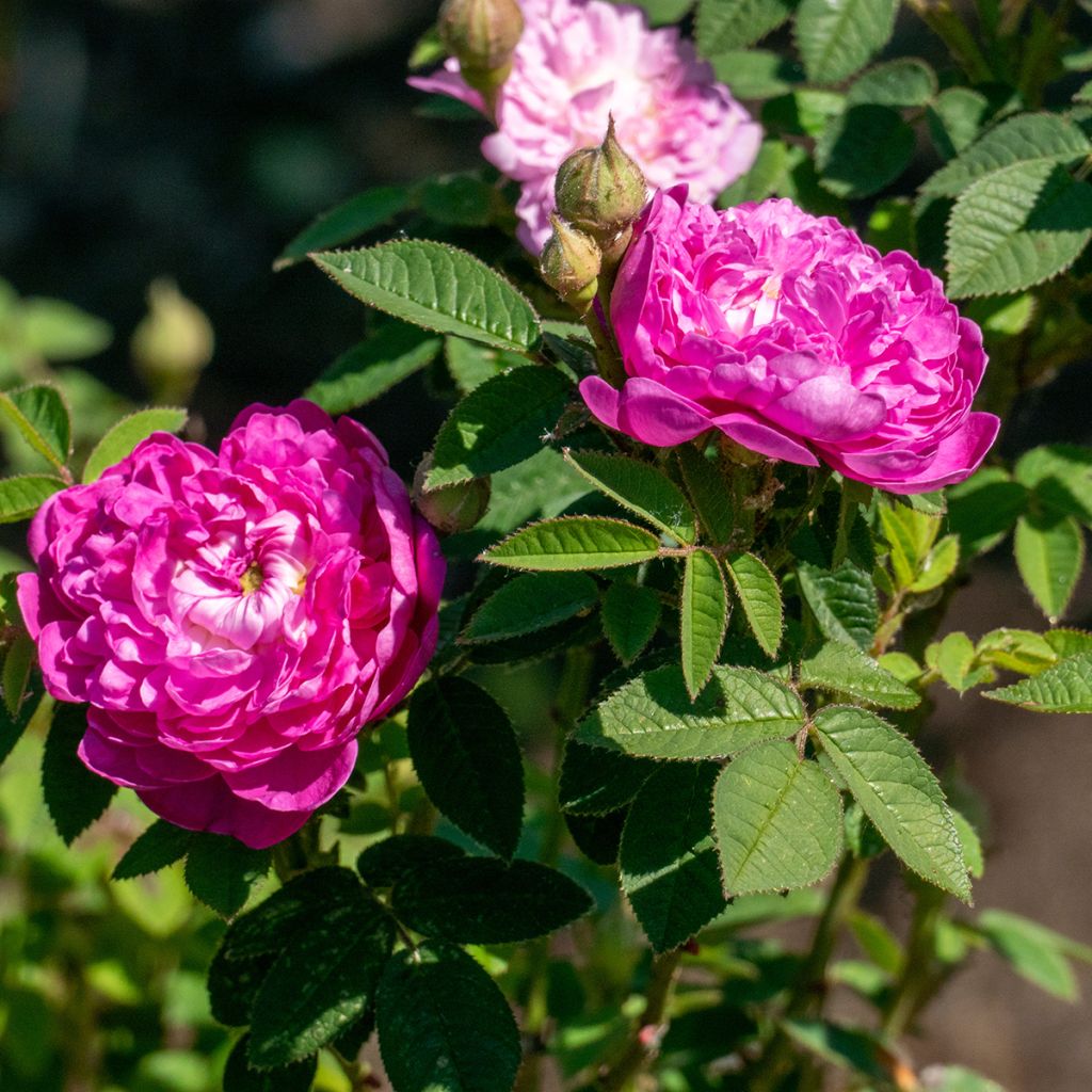 Rosier buisson à fleurs de pivoine rose vif
