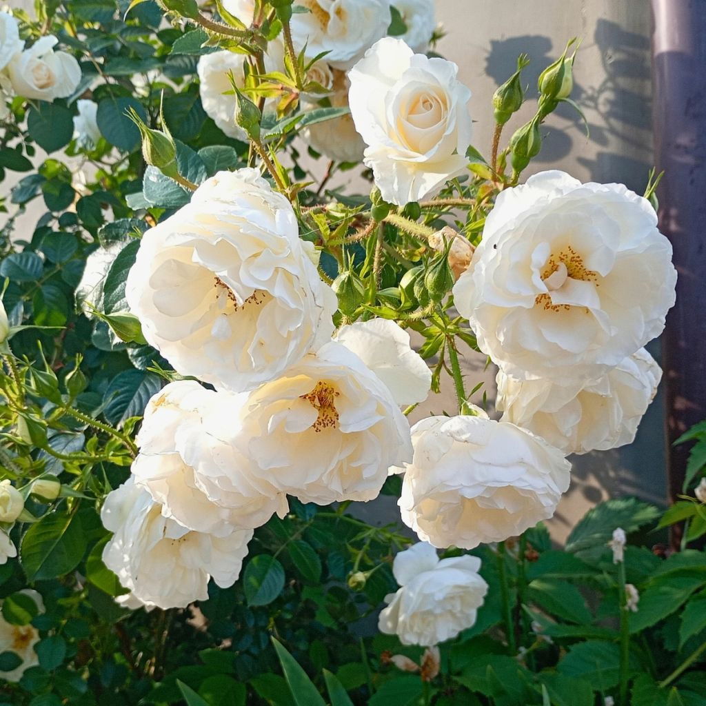 Rosier buisson à fleurs groupées blanches