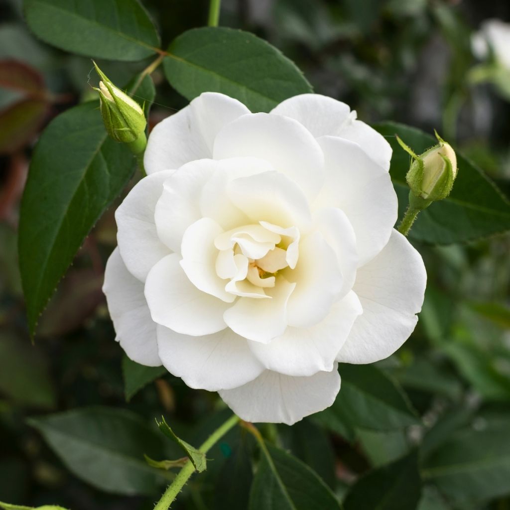 Rosier buisson à fleurs groupées blanches