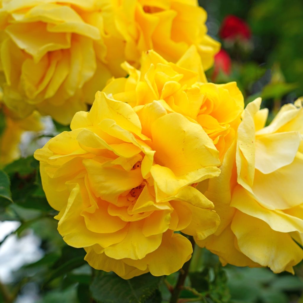 Rosier buisson à fleurs groupées jaunes
