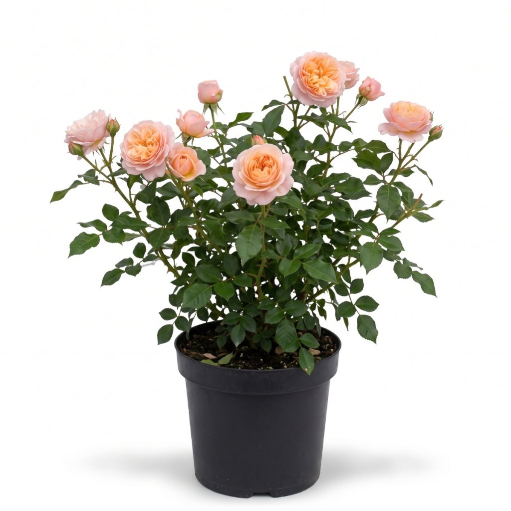 Rosier buisson à fleurs groupées rose saumoné