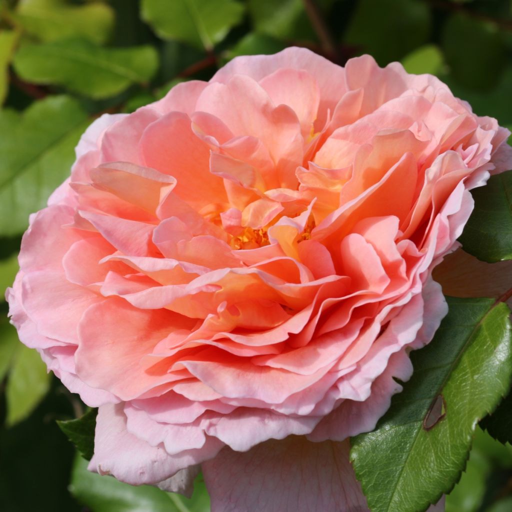 Rosier buisson à fleurs groupées rose saumoné