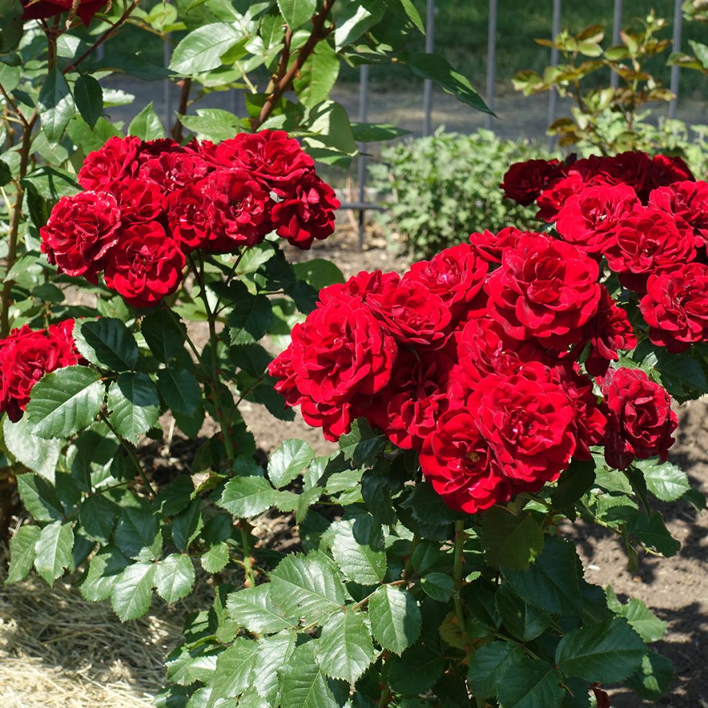 Rosier buisson à fleurs groupées rouge