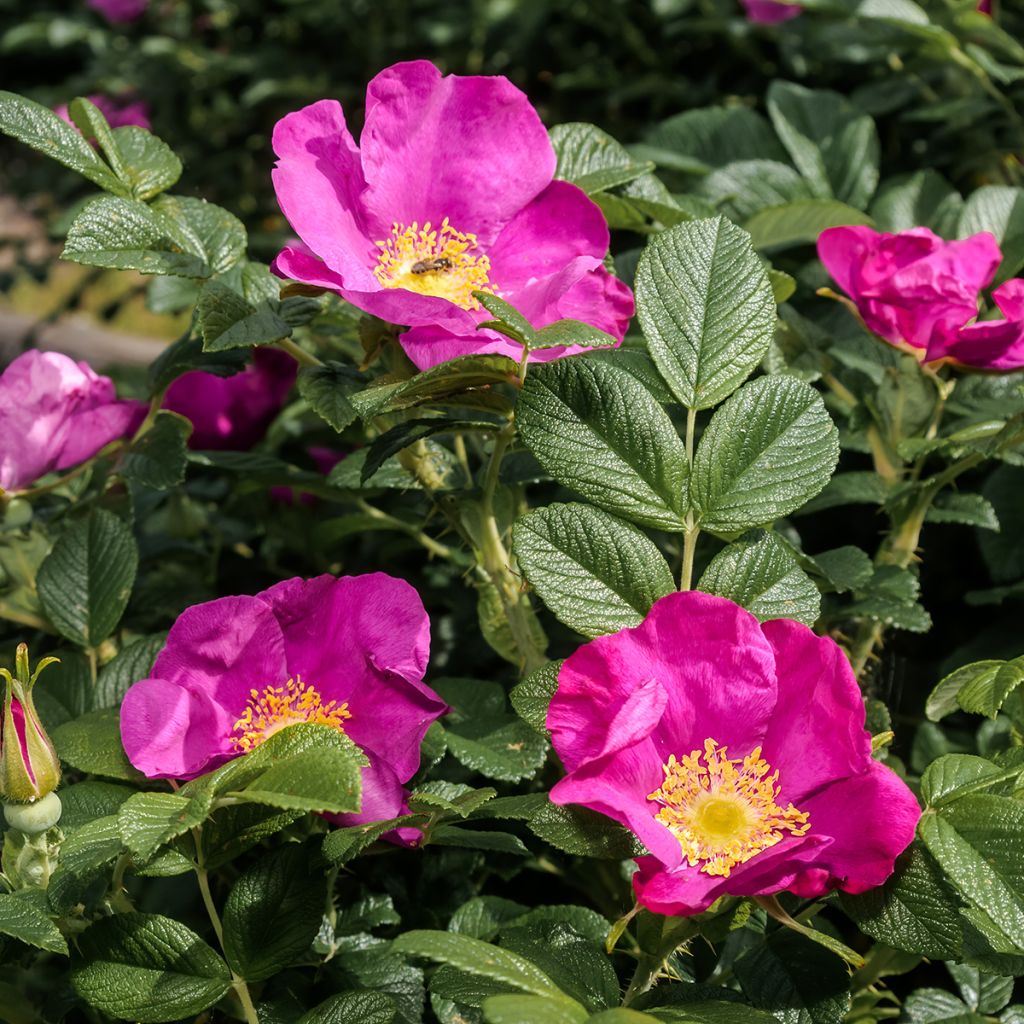 Rosier buisson à fleurs simples rose foncé