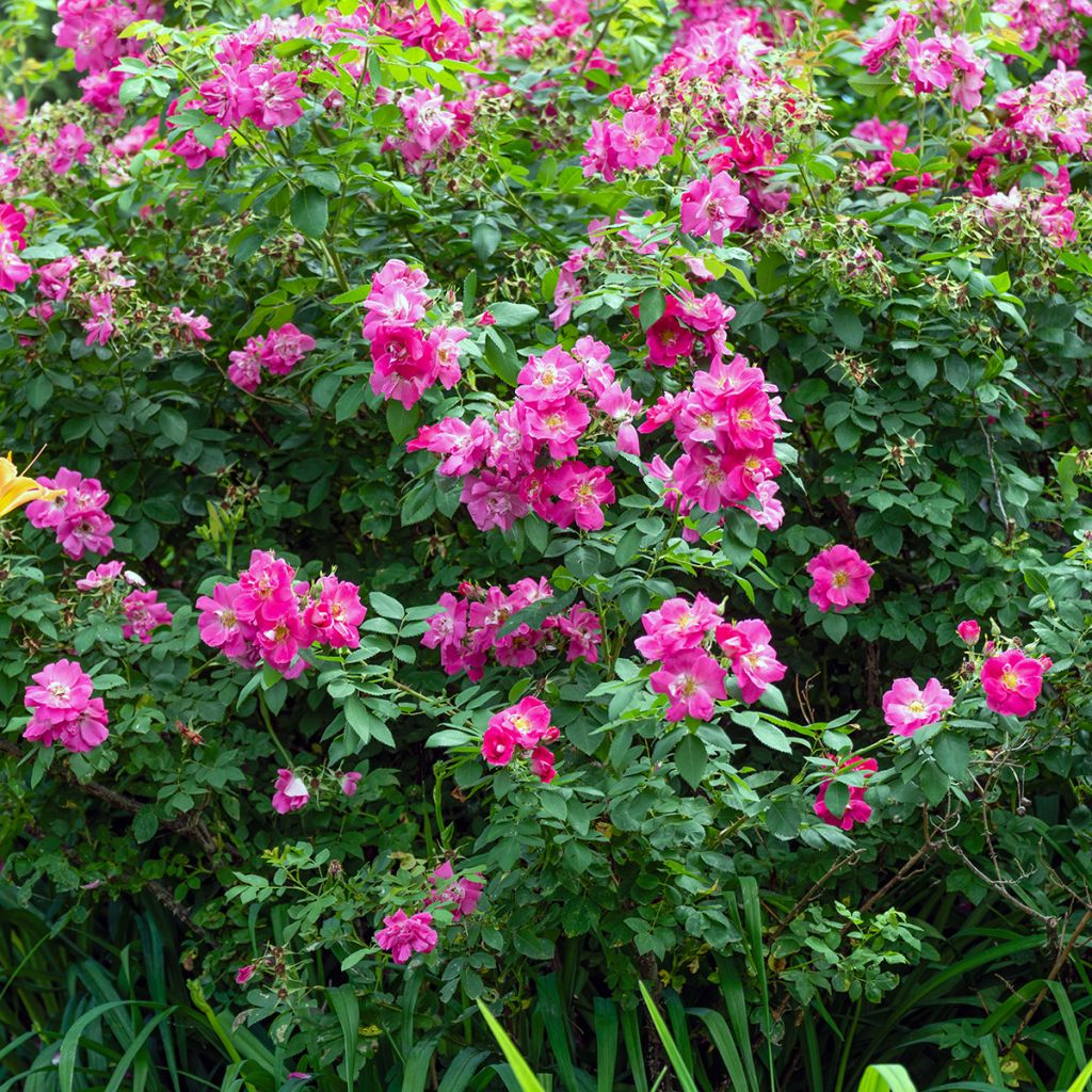 Rosier buisson à fleurs simples rose foncé