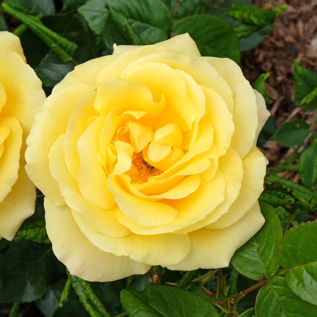 Rosier buisson à grandes fleurs jaunes