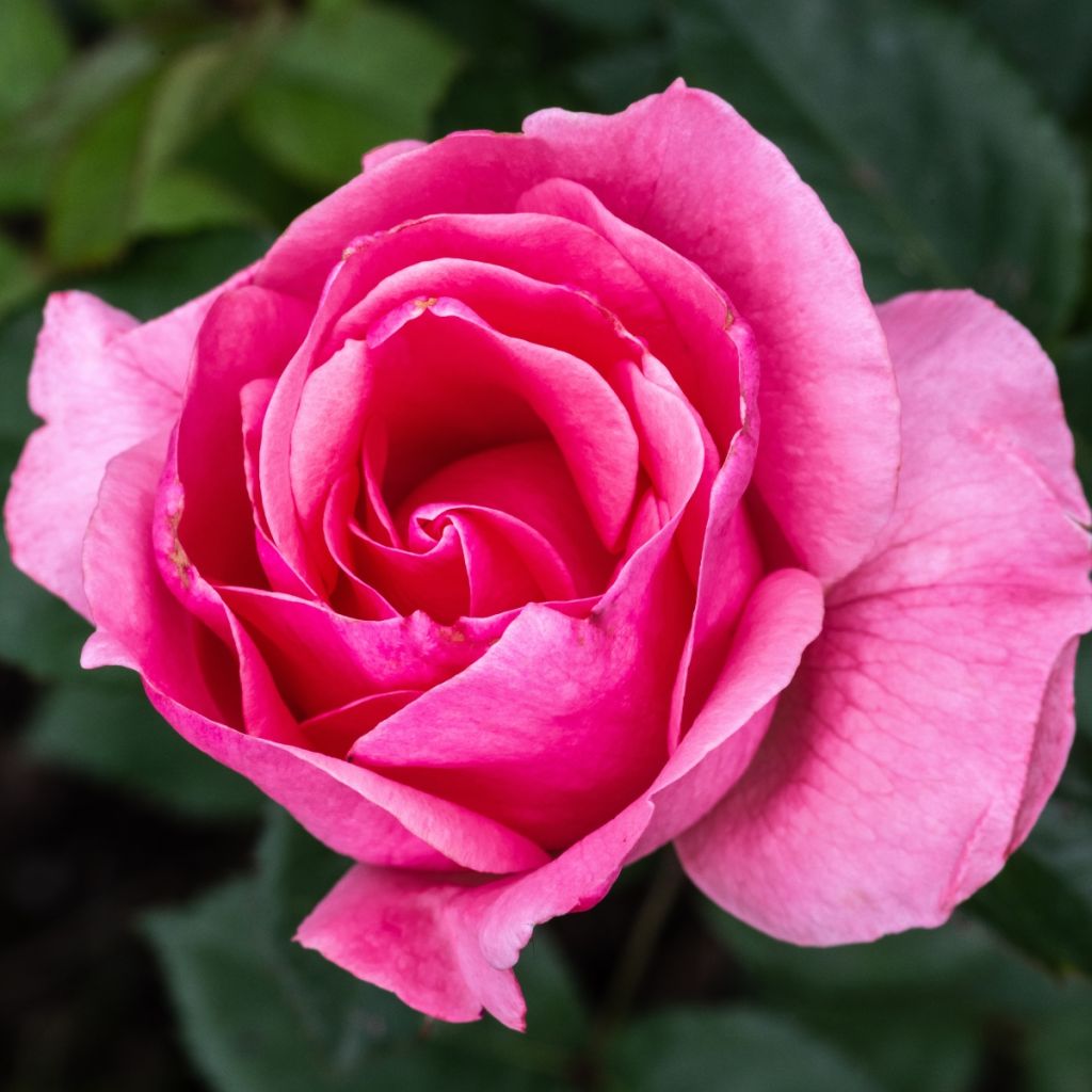 Rosier buisson à grandes fleurs roses