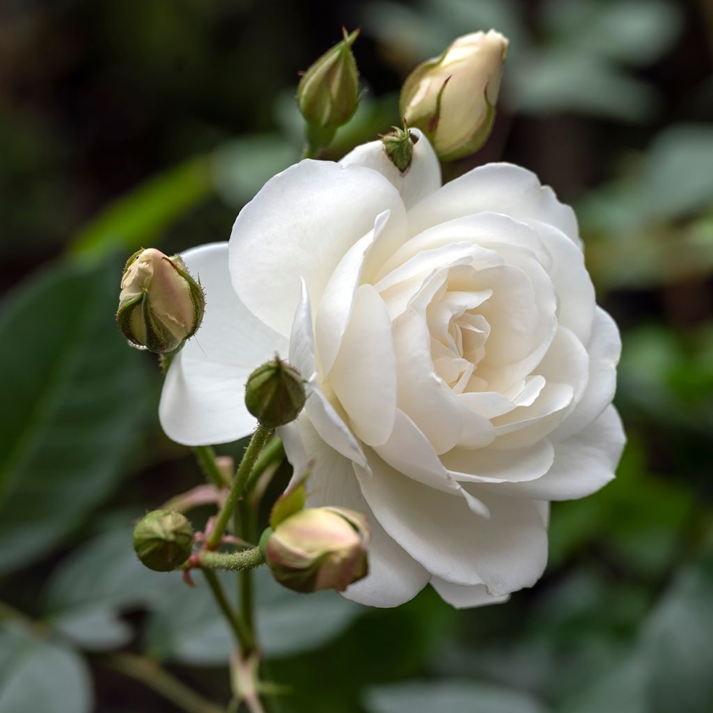 Rosier à fleurs doubles blanc