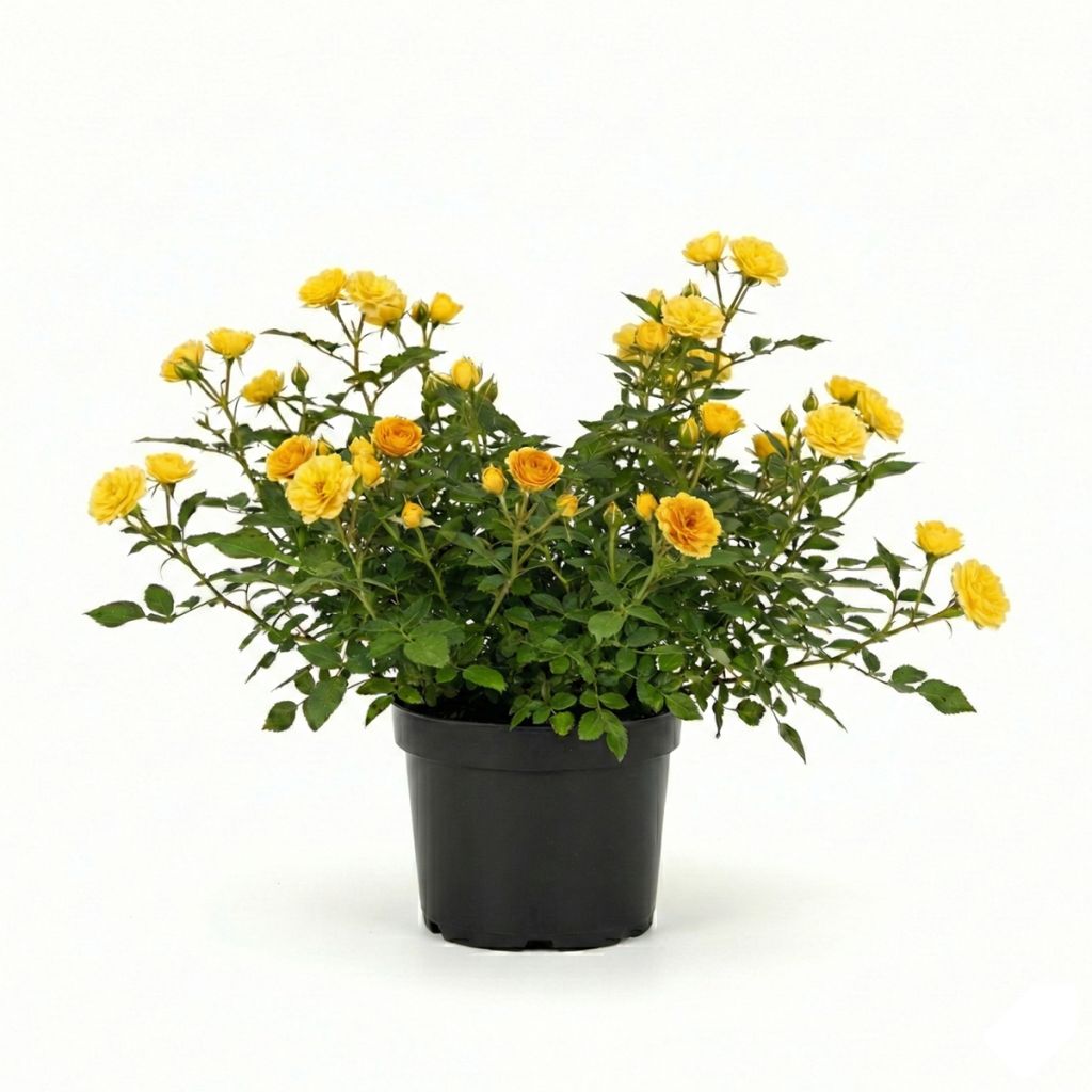 Rosier à fleurs doubles jaune