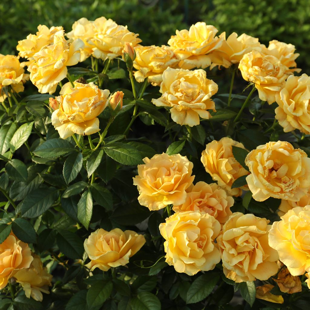 Rosier à fleurs doubles jaune