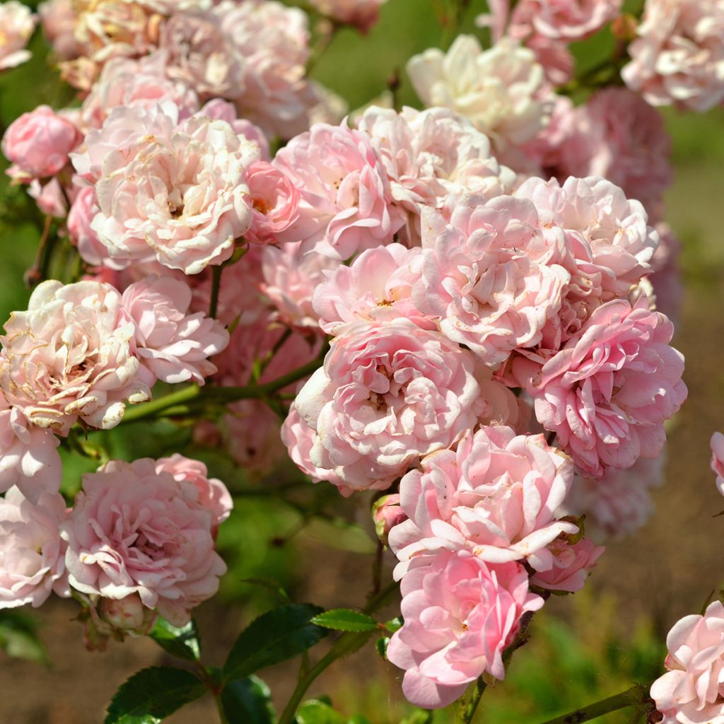 Rosier à fleurs doubles rose pâle