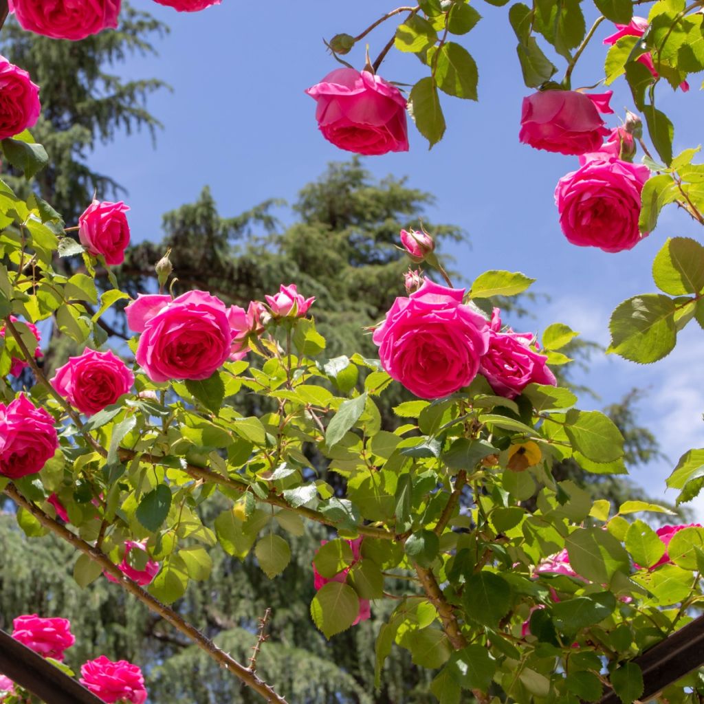 Rosier grimpant à grandes fleurs roses