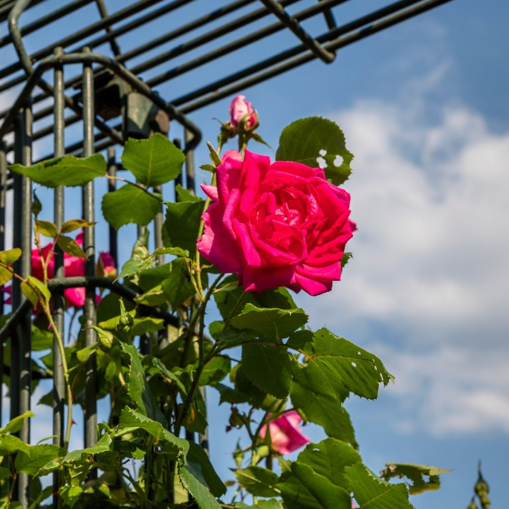 Rosier grimpant à grandes fleurs roses