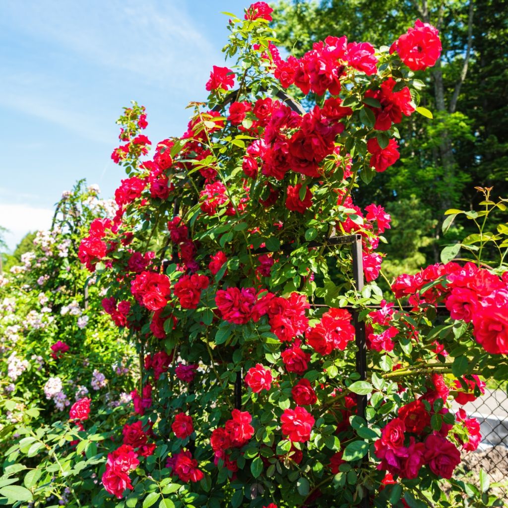 Rosier grimpant à grandes fleurs rouges