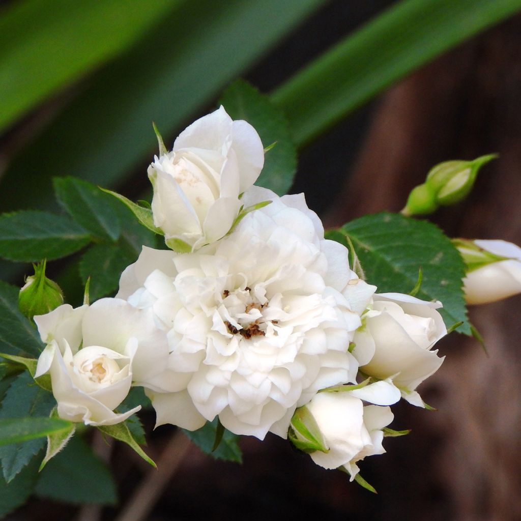 Rosier miniature blanc