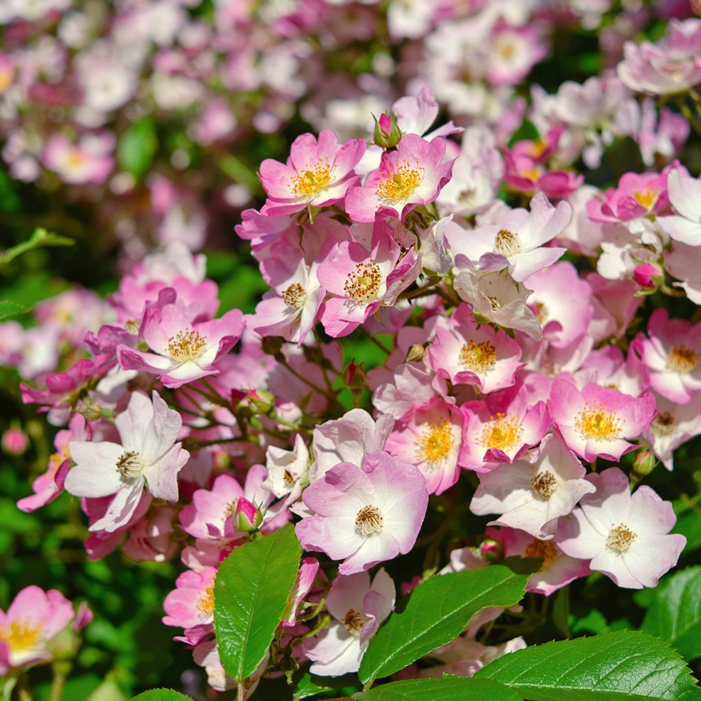 Rosier miniature rose et blanc