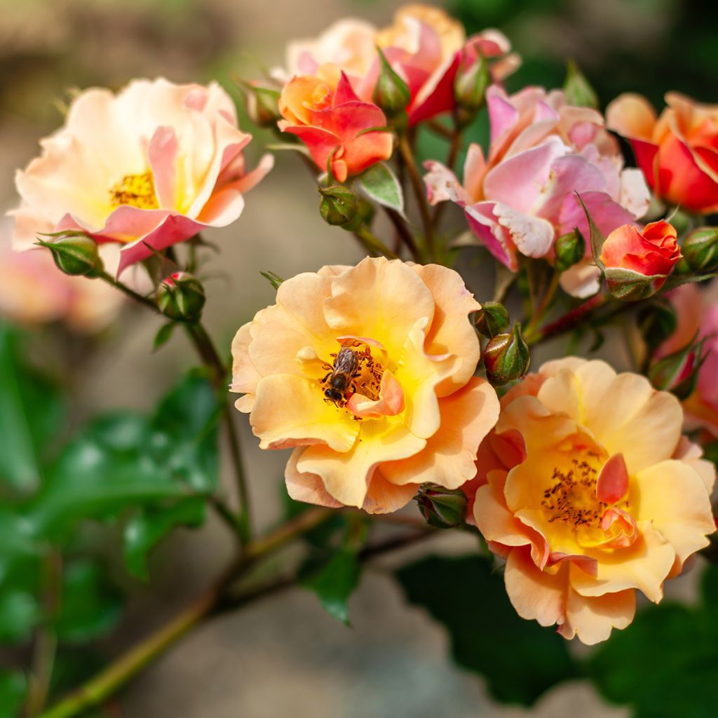 Rosier miniature rose jaune crème