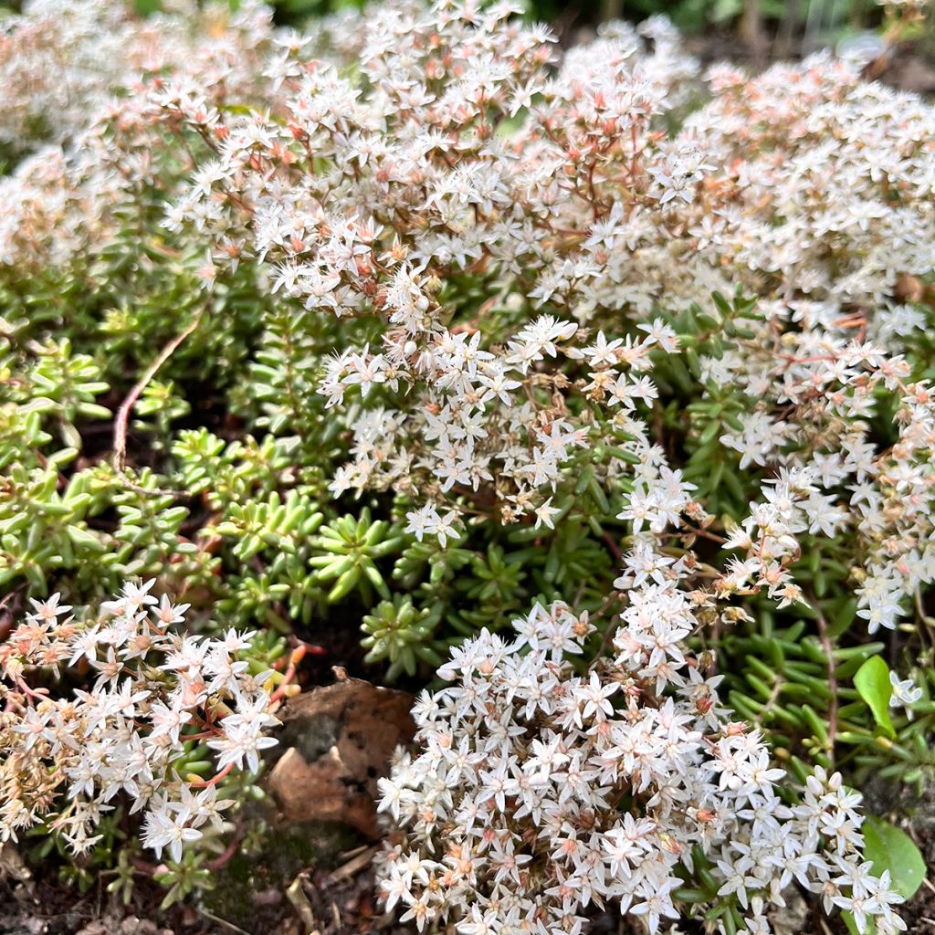 Sédum Orpin tapissant blanc