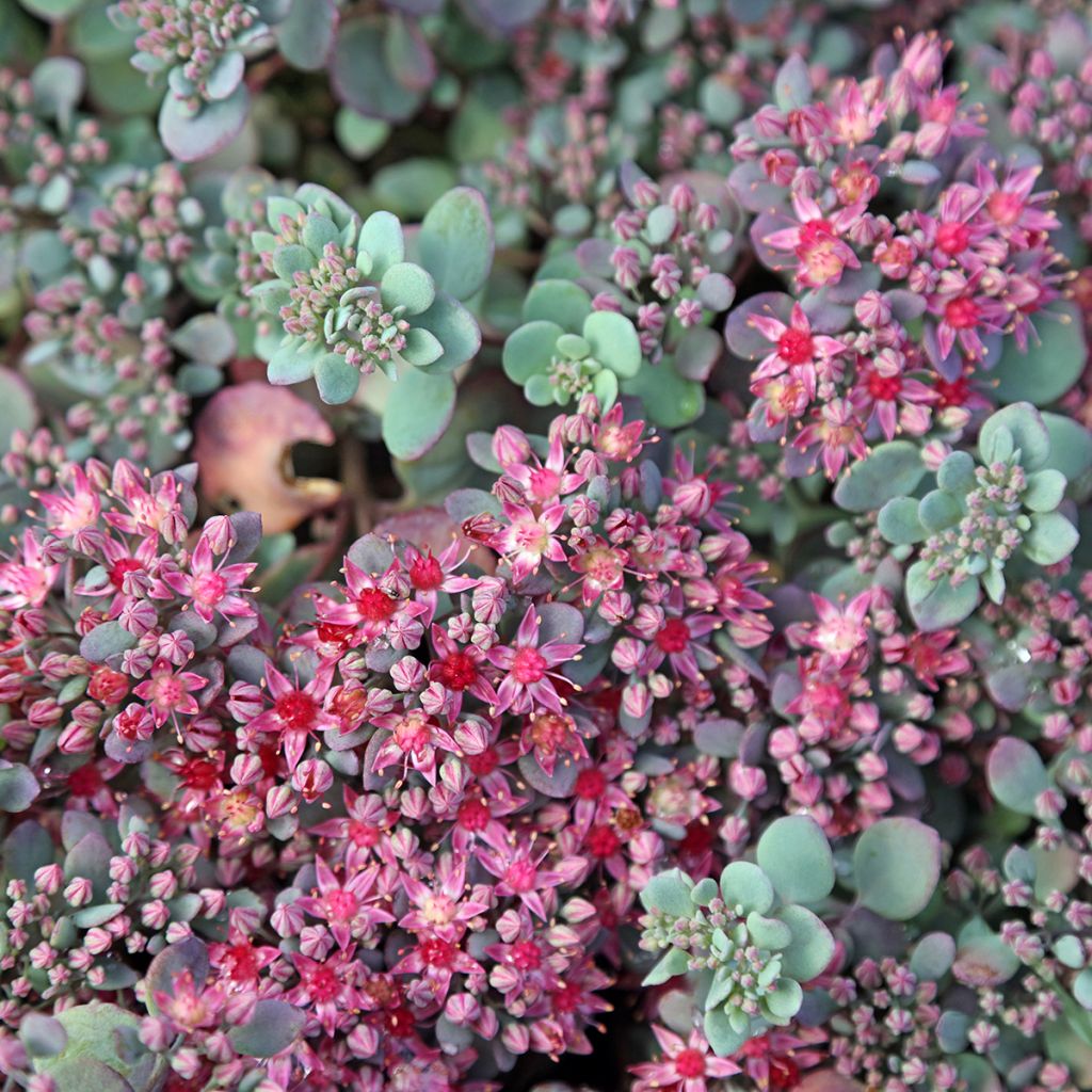 Sédum Orpin tapissant rose