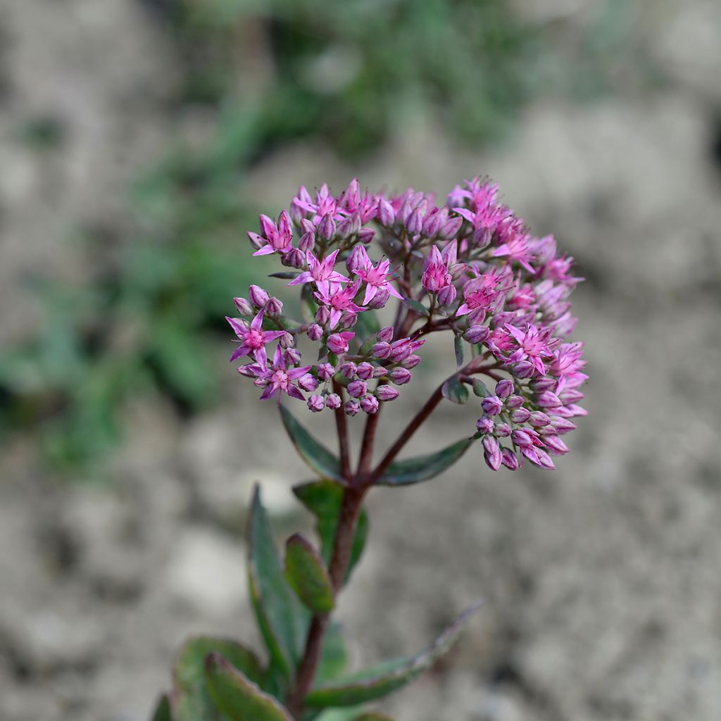 Sédum Orpin tapissant rose