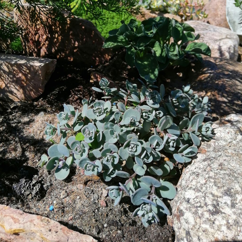 Sédum Orpin tapissant rose