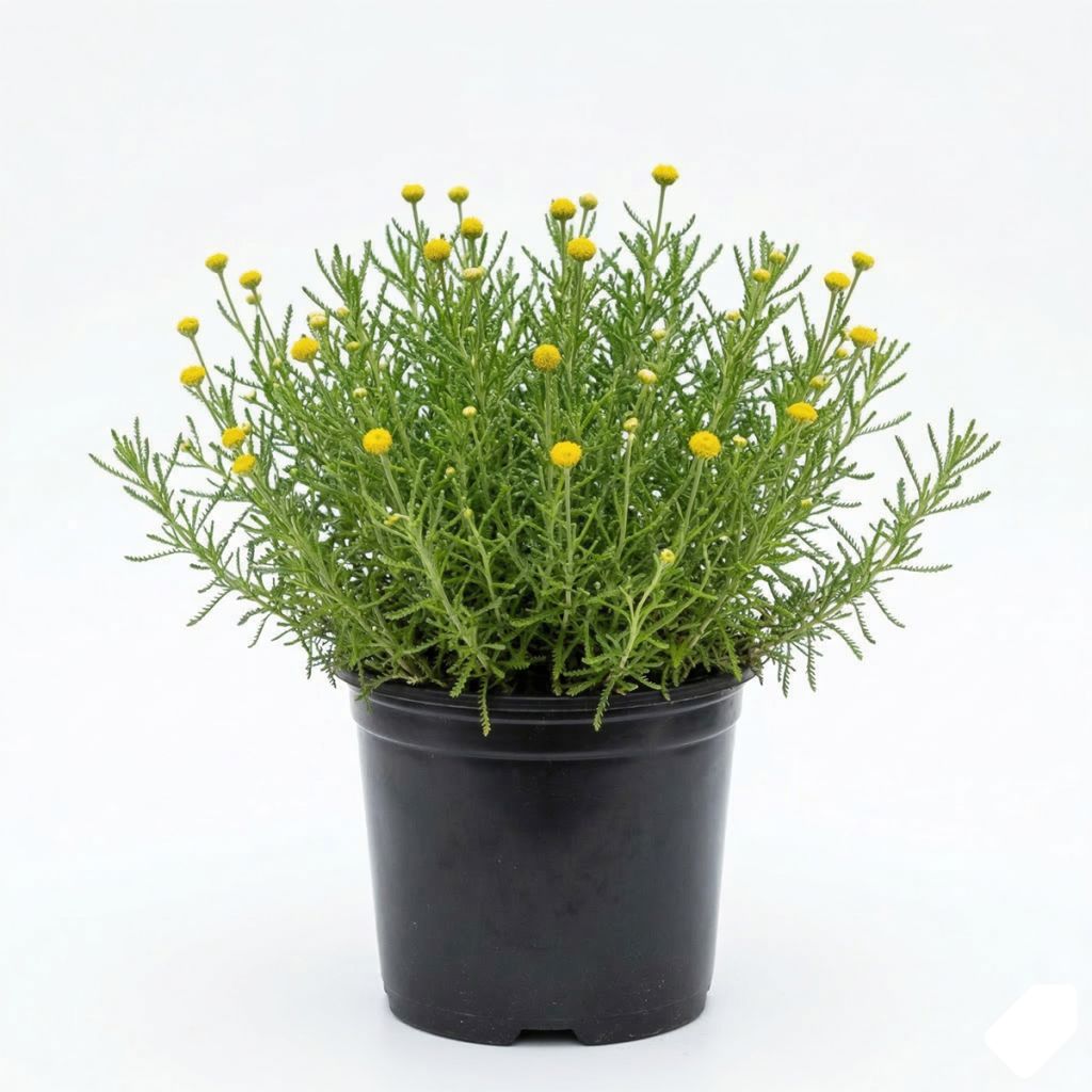 Santoline à feuilles de romarin