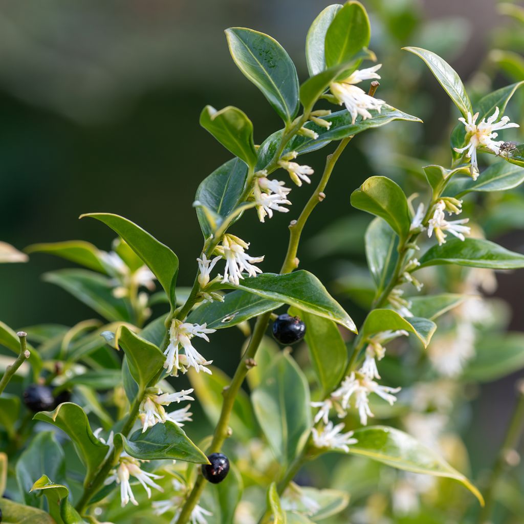 Sarcococca